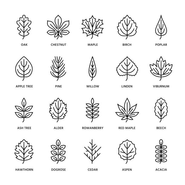 illustrations, cliparts, dessins animés et icônes de feuilles d’automne icônes ligne plate. types de feuilles, rowan, bouleau, érable, châtaignier, chêne, pin de cèdre, tilleul, guelder rose. signes minces de nature, plantes. strokes modifiables - maple tree tree silhouette vector