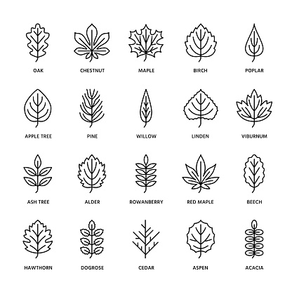 Autumn leaves flat line icons. Leaf types, rowan, birch tree, maple, chestnut, oak, cedar pine, linden,guelder rose. Thin signs of nature plants Editable Strokes