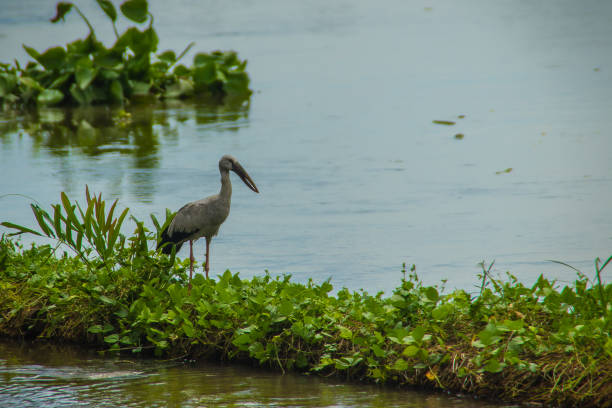 Cute Asian openbill or Asian openbill stork bird (Anastomus oscitans) is looking for snails, their main prey on the river bank. Anastomus oscitans is a large wading bird in the stork family Ciconiidae openbill asiático lindo o pájaro de la cigüeña de openbill asiático (anastomus oscitans) está en busca de caracoles, su principal presa en la orilla del río. anastomus oscitans es un grande vadear el pájaro de la familia cigüeña ciconiidae