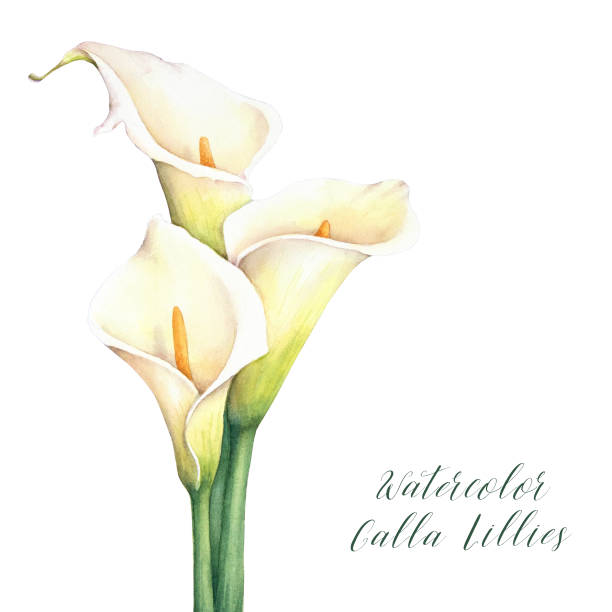 Watercolor calla lilies. Watercolor calla lilies. Isolated hand drawn illustration. Elegant flowers bouquet. calla lily drawing stock illustrations
