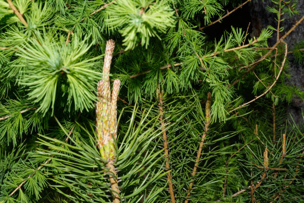 istock Branches of coniferous trees close-up 978711428