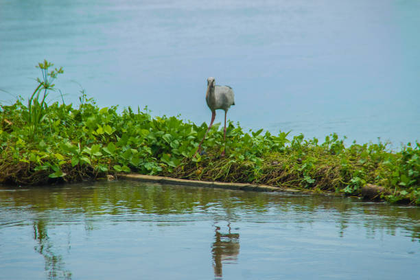 Cute Asian openbill or Asian openbill stork bird (Anastomus oscitans) is looking for snails, their main prey on the river bank. Anastomus oscitans is a large wading bird in the stork family Ciconiidae openbill asiático lindo o pájaro de la cigüeña de openbill asiático (anastomus oscitans) está en busca de caracoles, su principal presa en la orilla del río. anastomus oscitans es un grande vadear el pájaro de la familia cigüeña ciconiidae