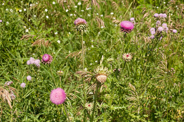 istock Field of Canadian Thistles 97871620