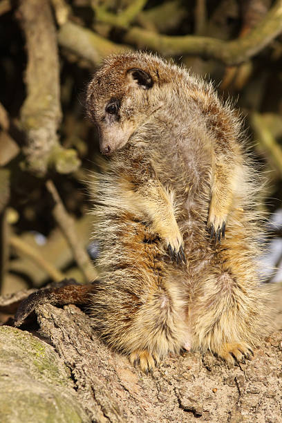istock Little meerkat (Suricata suricatta) looking next to it 97872346