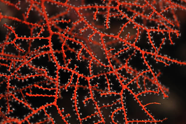 Close-up of red gorgonian coral branches  coral gorgonian coral hydra reef stock pictures, royalty-free photos & images