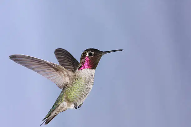 Photo of Beautiful image of Annas Hummingbird in mid flight