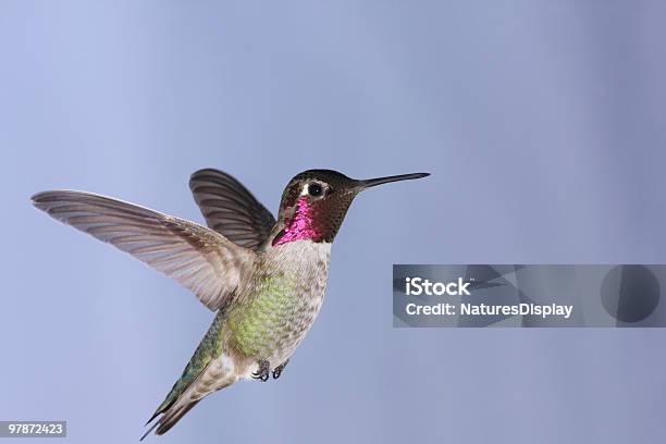 Calypte Anna - Fotografias de stock e mais imagens de Calypte anna - Calypte anna, Beija-flor, Iridescente