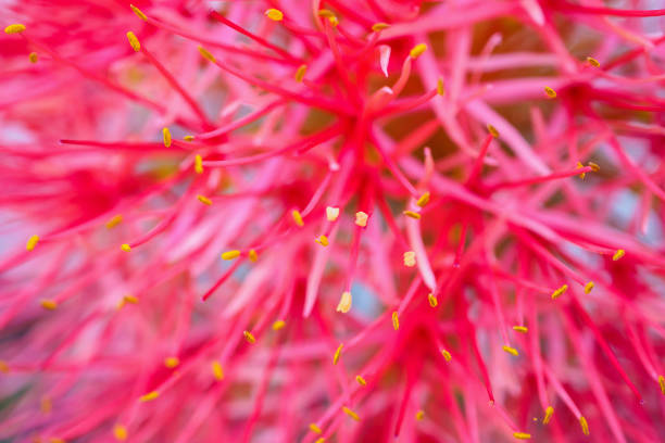 istock Haemanthus multiflorus blood lily flower 978725498