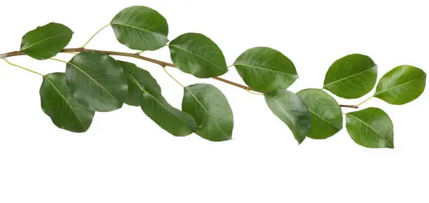 Photo of Branch with green leaves.