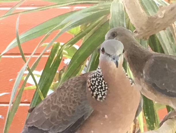 istock Spotted Dove of Hawaii 978727298
