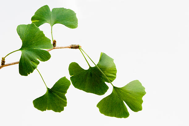 ginkgo biloba blätter, isoliert auf weiss (xxl - gingko stock-fotos und bilder