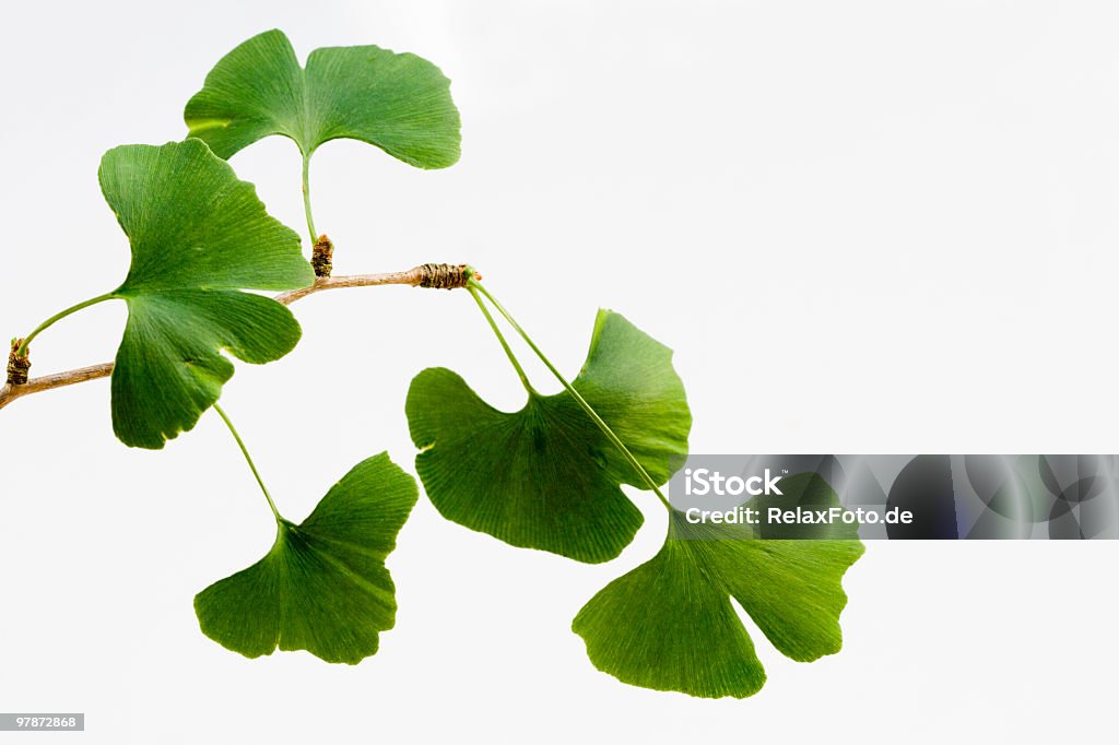 Ginkgo biloba folhas Isolado no branco (XXL - Foto de stock de Nogueira-do-japão royalty-free
