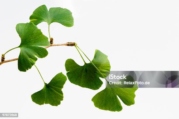 Foto de Ginkgo Biloba Folhas Isolado No Branco Xxl e mais fotos de stock de Nogueira-do-japão - Nogueira-do-japão, Gingo, Folha