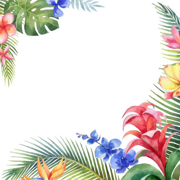 ilustraciones, imágenes clip art, dibujos animados e iconos de stock de tarjeta de vector de acuarela con hojas tropicales y flores exóticas brillantes aislados en fondo blanco. - tropical flower heliconia tropical climate flower