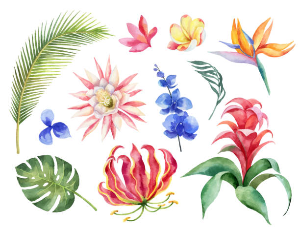 ilustraciones, imágenes clip art, dibujos animados e iconos de stock de vector de acuarela con hojas tropicales y flores exóticas brillantes aislados en fondo blanco. - tropical flowers