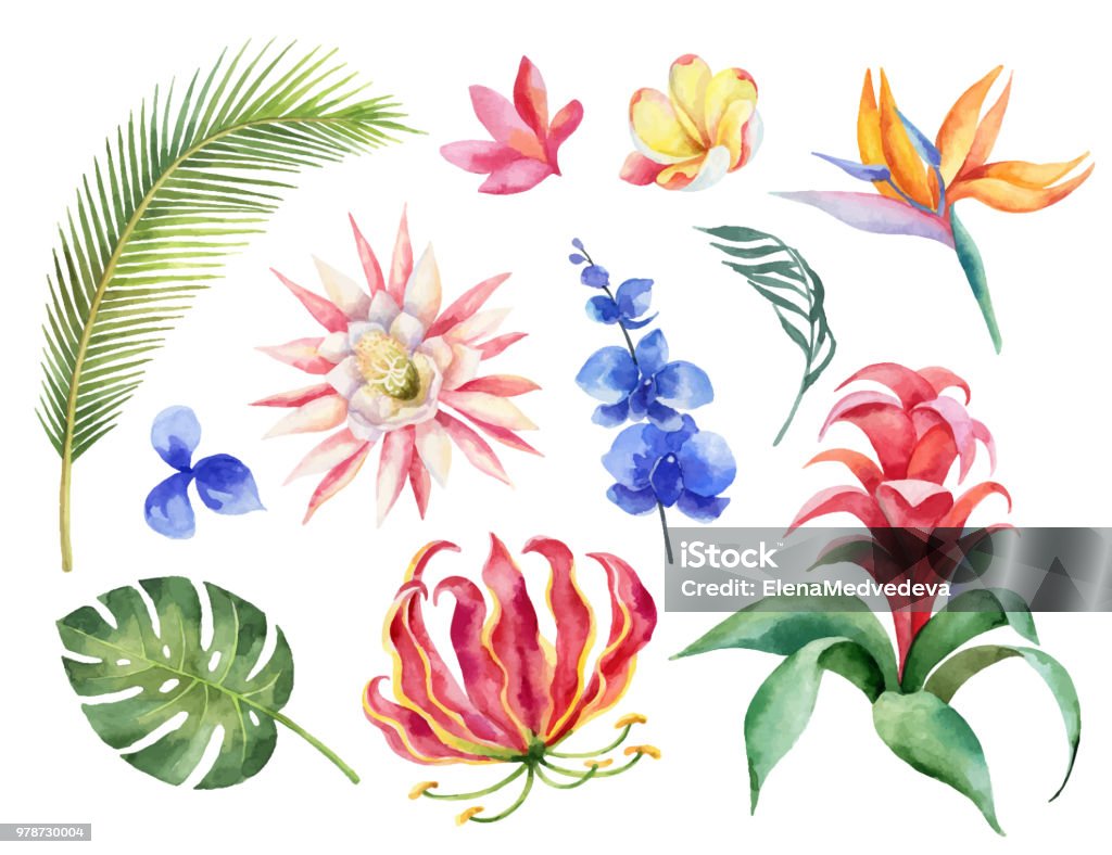 Watercolor vector set with tropical leaves and bright exotic flowers isolated on white background. Watercolor vector set with tropical leaves and bright exotic flowers isolated on white background. Illustration for design wedding invitations, greeting cards, postcards. Watercolor Painting stock vector