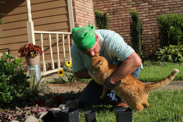 istock Male gardener in front yard with tabby cat too 978736480