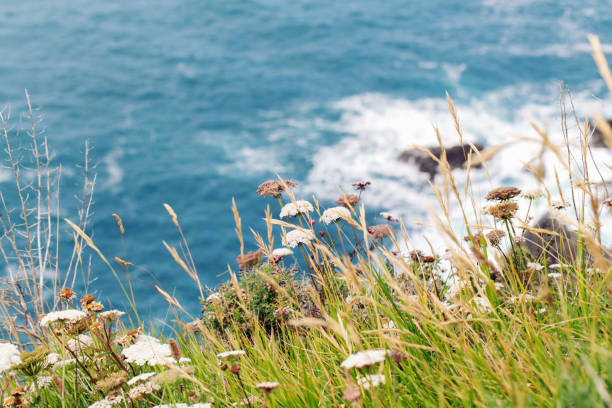 istock Green plants on the ocean coast 978736836