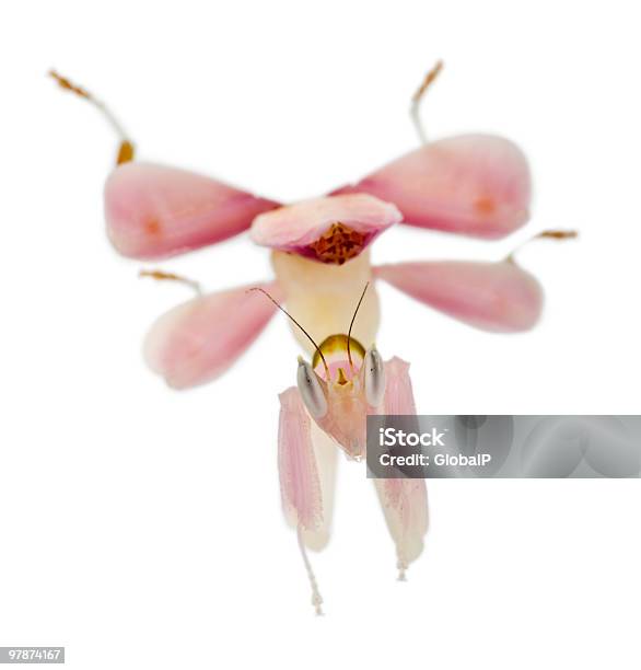 Front View Of Female Hymenopus Coronatus Looking At The Camera Stock Photo - Download Image Now