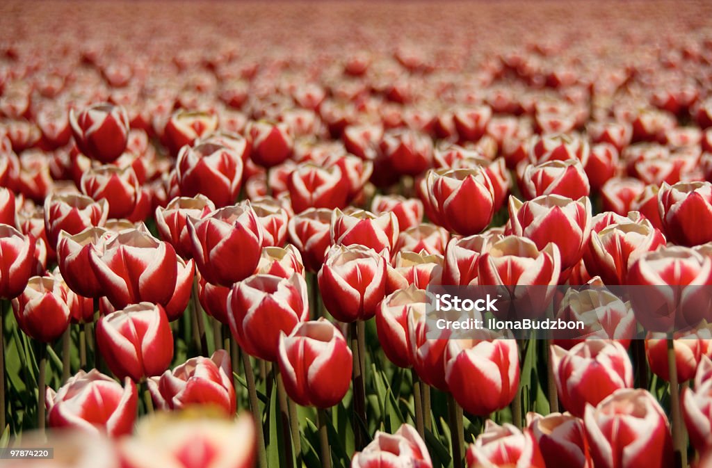 Tulipes enregistrées - Photo de Avril libre de droits
