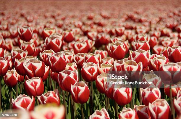 Photo libre de droit de Tulipes Enregistrées banque d'images et plus d'images libres de droit de Avril - Avril, Beauté de la nature, Blanc