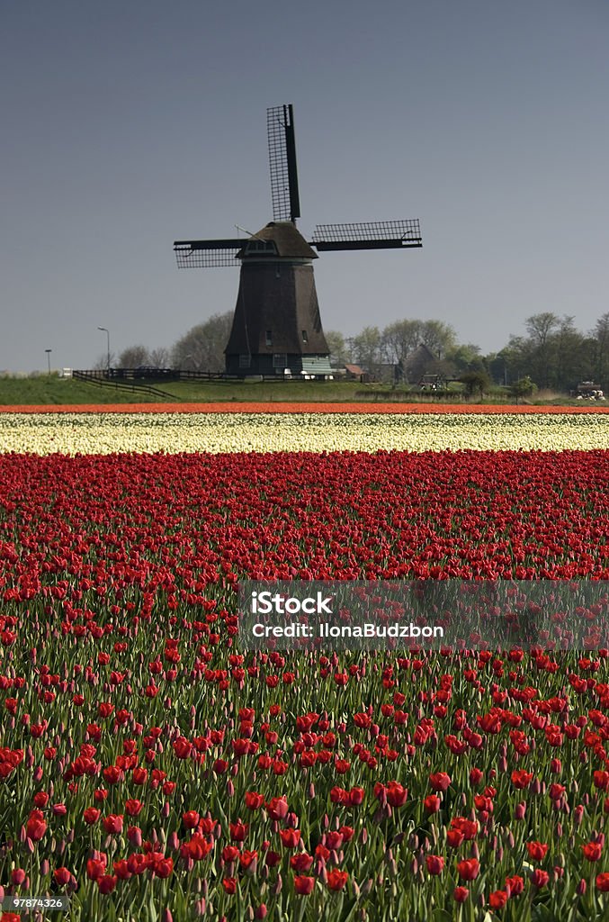 Holenderski Wiatrak i tulipany - Zbiór zdjęć royalty-free (Bez ludzi)