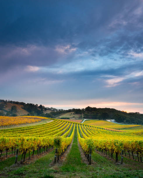 Vines of Gold Beautiful Vineyard in the Adelaide Hills winery stock pictures, royalty-free photos & images