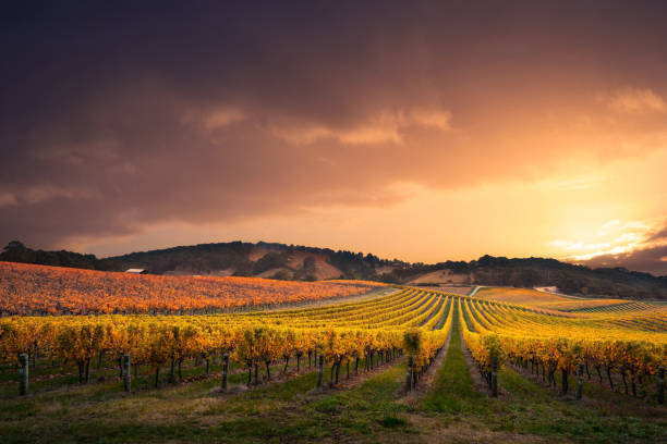 Vineyard Stunner Beautiful Vineyard in the Adelaide Hills winery stock pictures, royalty-free photos & images