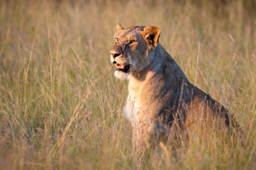 A lioness sitting on the plains of Masai Mara with beautiful light and landscape – Kenya