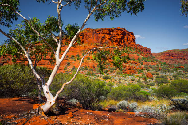 Aussie Outback Beautiful Australian Landscape northern territory australia stock pictures, royalty-free photos & images