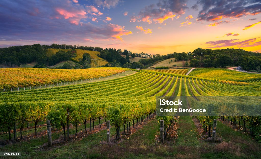 Vineyard Sunset Beautiful Vineyard in the Adelaide Hills Vineyard Stock Photo