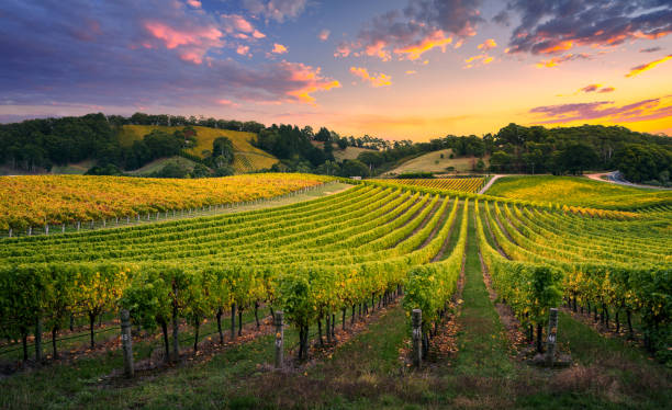 Vineyard Sunset Beautiful Vineyard in the Adelaide Hills winemaking photos stock pictures, royalty-free photos & images