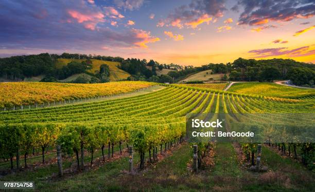 Vineyard Sunset Stock Photo - Download Image Now - Vineyard, Winery, Australia