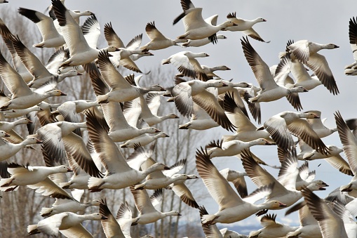 Geese migrate through central Idaho