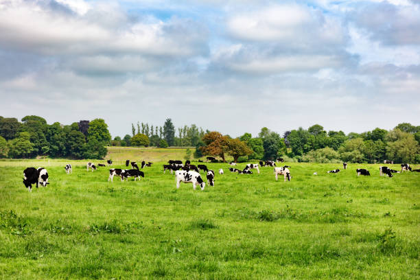 istock Dairy cows grazing in open grass field of farm 978759584