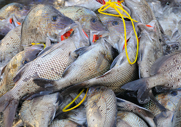 istock Fresh Catch of Sea Bass 97876407