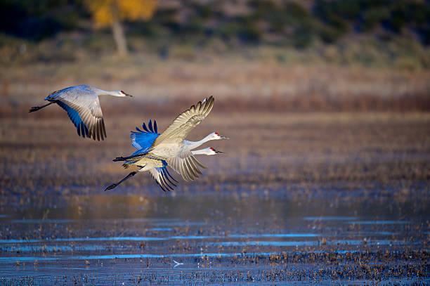 istock Trio of sandhill cranes in flight. 97876943