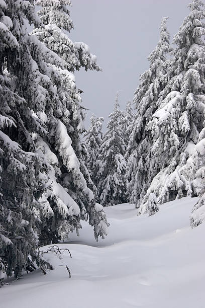 Winter fir forest stock photo