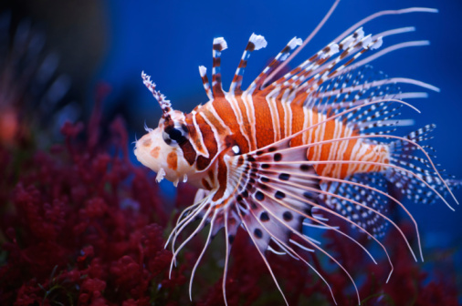 Lionfish (Pterois mombasae) in a Moscow Zoo aquarium