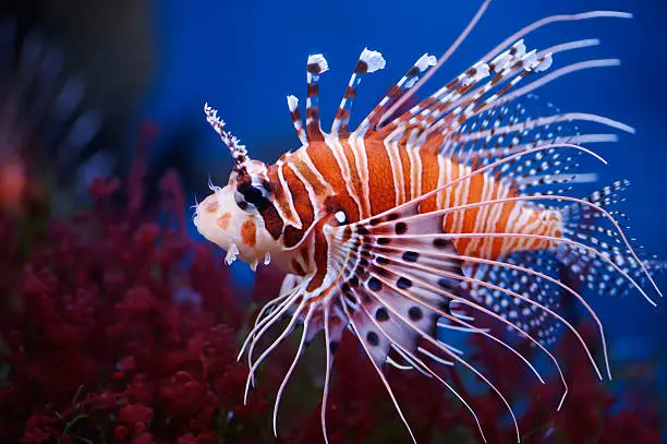 Photo of Colorful lionfish close up picture