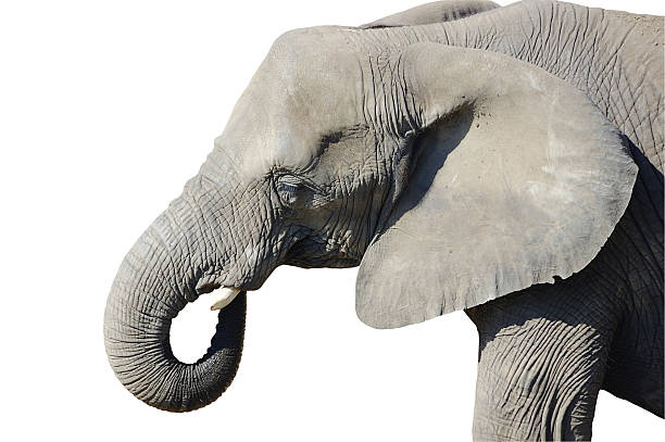 istock Adult Elephant Isolated on White 97878674