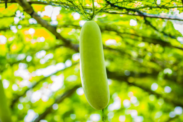 Young green wax gourd hanging on the vine. Benincasa hispida, the wax gourd, also called ash gourd, white gourd, winter gourd, tallow gourd, ash pumpkin, and winter melon and Chinese preserving melon. calabaza de cera verde joven colgando de la vid. benincasa hispida, la calabaza de la cera, calabaza de la ceniza también llamado, calabaza blanca, calabaza de invierno, calabaza de sebo, calabaza de la ceniza y melón de invierno y chino preservación de