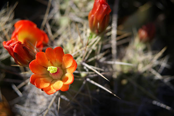 czerwony kaktus kwiat - single flower flower cactus hedgehog cactus zdjęcia i obrazy z banku zdjęć