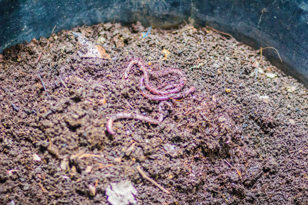 Earthworm farm is turning the organic kitchen waste into nutrient-rich fertilizer. Worm farming (vermiculture) is done by gardeners who keep earthworms to provide themselves with the rich vermicompost granja de lombrices de tierra está convirtiendo la cocina orgánica residuos en abono rico en nutrientes. gusano de cultivo (lombricultura) se realiza por jardineros que mantienen las lombrices de tierra para proveerse de la vermicomposta rico