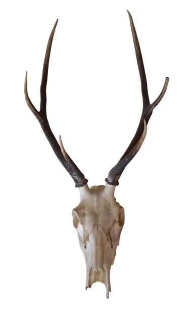istock Deer horns/ antlers isolated on white background 978798498