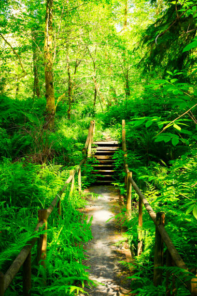 istock Pacific Northwest forest boardwalk hiking trail 978812994