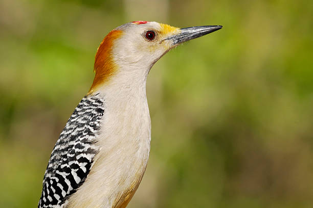 istock Golden-fronted Woodpecker 97881471