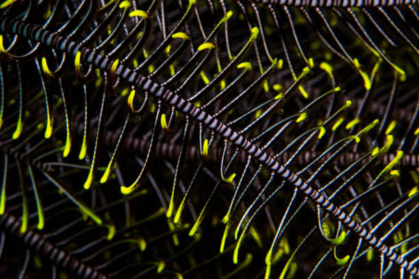 istock Abstract of Feather Star 978815980