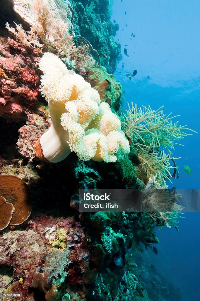 Mergulho na parede Buhias, Mantehage Ilha, Celebes do Norte, Indonésia - Royalty-free Cnidário Foto de stock