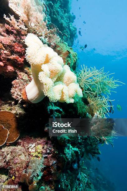 Mergulho Na Parede Buhias Mantehage Ilha Celebes Do Norte Indonésia - Fotografias de stock e mais imagens de Cnidário